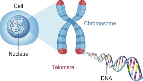 How summer and diet damage your DNA, and what you can do