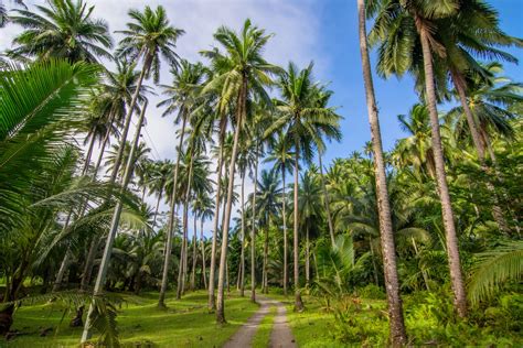 Coconut broomstick marketing in Pollachi. - Udumalai Frog