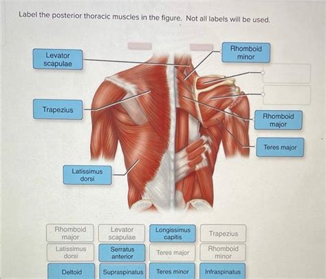 (Get Answer) - Label the posterior thoracic muscles in the figure. Not ...