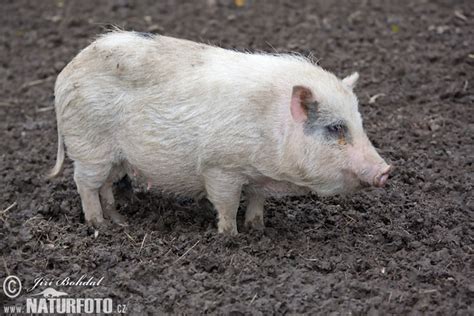 Sus scrofa f. domestica Pictures, Pot-bellied Pig Images, Nature Wildlife Photos | NaturePhoto