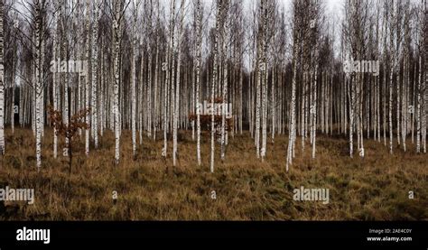 Silver Birch Forest High Resolution Stock Photography and Images - Alamy