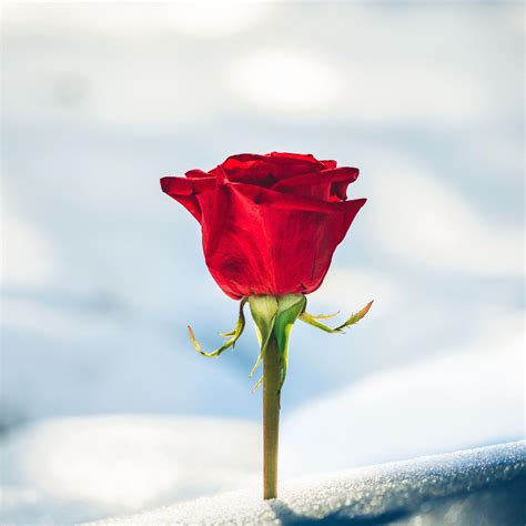 Roses in Snow Wallpapers - Top Free Roses in Snow Backgrounds ...