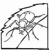 Pill Bug Coloring Pages sketch template