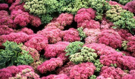 Drought Tolerant Plants | Greenwood Plants