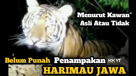 Harimau Jawa Masih Ada ⁉️ Ini Dia Video Penampakan Asli Atau Bukan Menurut Kawan" - YouTube