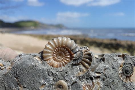 Fossil Hunting Tours in Dorset | Jurassic Coast Guides