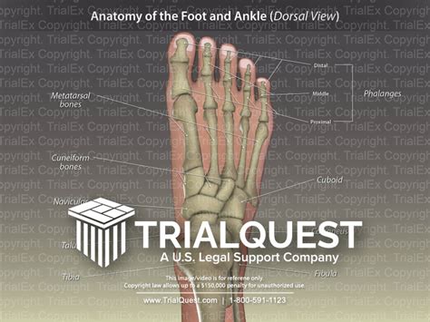 Anatomy of the Foot and Ankle (Dorsal View) - TrialExhibits Inc.