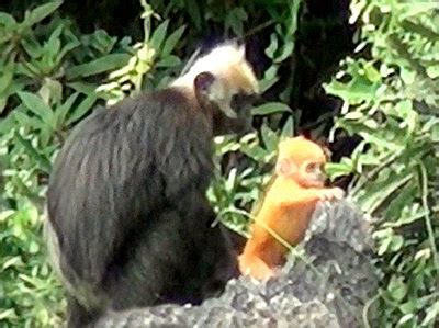 Cat Ba Langur - Trachypithecus poliocephalus