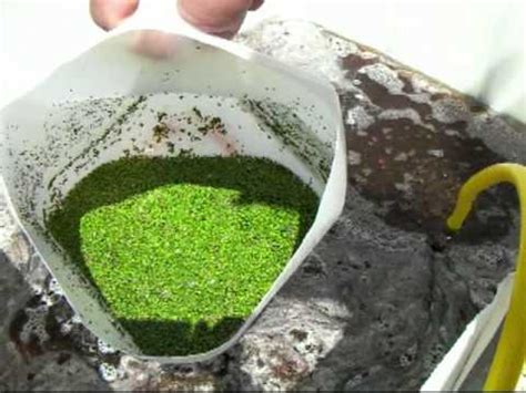 Duckweed Experiment & Harvesting Grass - Back to the Homestead - YouTube