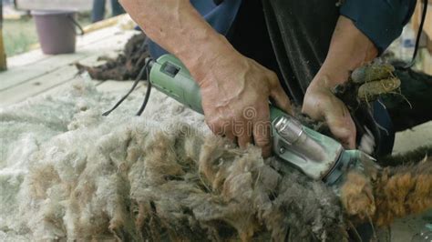 Men Shearer Shearing Sheep at Agricultural Show in Competition. Electric Professional Sheep ...