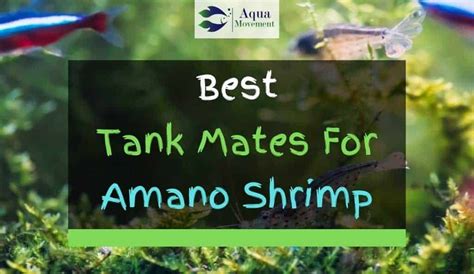 13 Best Amano Shrimp Tank Mates (With Pictures) | Aqua Movement