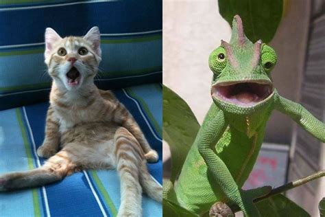 20+ Funny Animal Photos Taken At Perfectly Wrong Moments