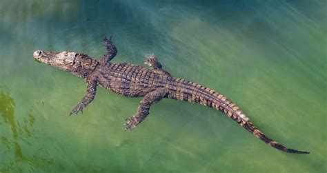 Crocodile Symbolism & Meaning & the Crocodile Spirit Animal