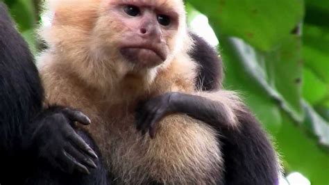 Primates- What is a Primate? - YouTube