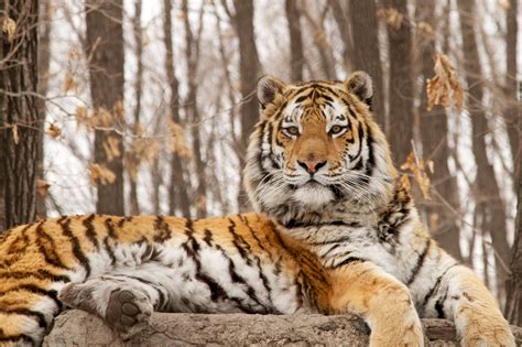 Siberian Tiger Quest | Full Episode | Nature | PBS