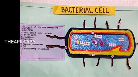 Bacteria Model Project | Bacteria 3D Model | Bacteria cell model project science exhibition ...