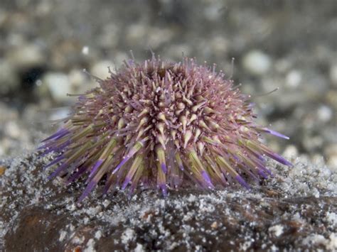 Sea Urchins - Echinoidea