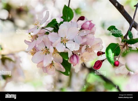 Crabapple tree blossoms hi-res stock photography and images - Alamy