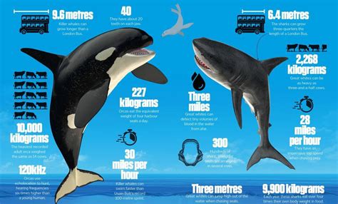 Killer Whale Vs Great White Shark Size Comparison