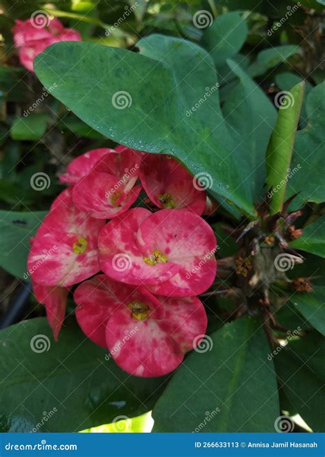 Plants that are Flowering in the Rainy Season Stock Image - Image of ...