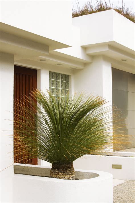 Mexican Grass Tree | Mexican grass, Palm trees landscaping, Mexican ...