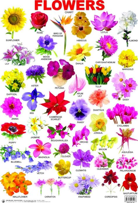 The Shocking Revelation Of Funny Flower Names List — Funny Flower Names List | Thực vật, Hoa