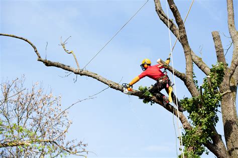 5 Top Tree Trimming Tips and Tricks You Need to Know - My Girly Space