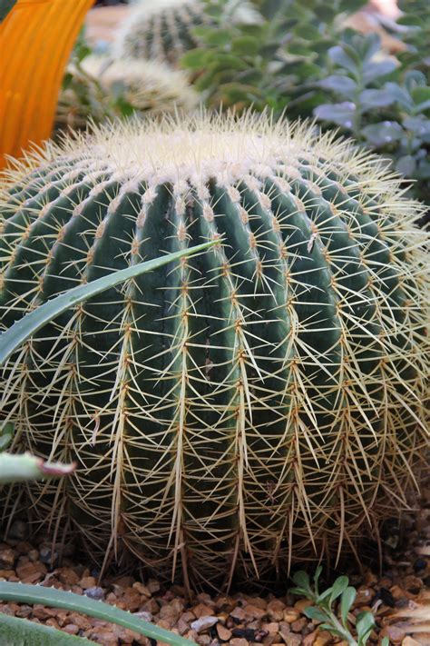 46 Barrel Cactus Gardening Tips - Green Packs