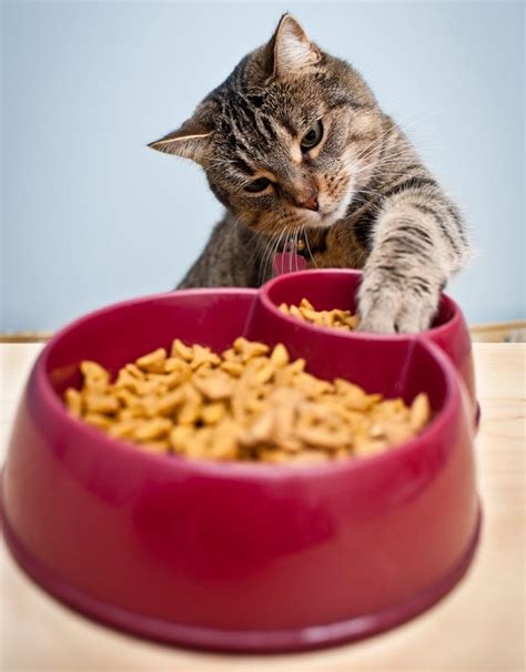 Why Do Some Cats Carry Food Out Of Their Bowls to Eat It?