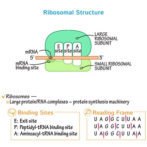 Protein Synthesis Diagram Step By Step