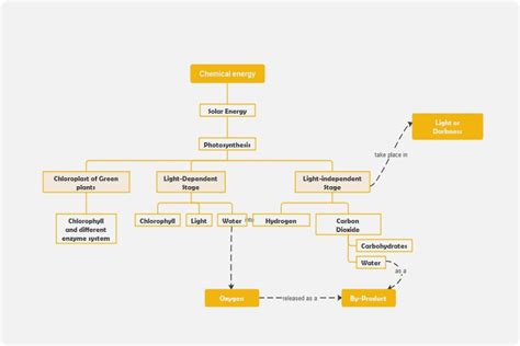 Photosynthesis Concept Map Template | EdrawMind