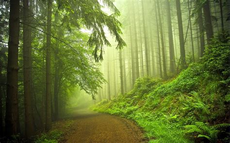 Fog Forest Wallpaper - WallpaperSafari