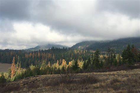 Alvord Lake Community Forest - Grizzly bear conservation and protection