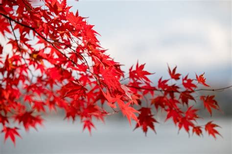 Premium Photo | Autumn leaves tree colors at kawaguchiko japan.