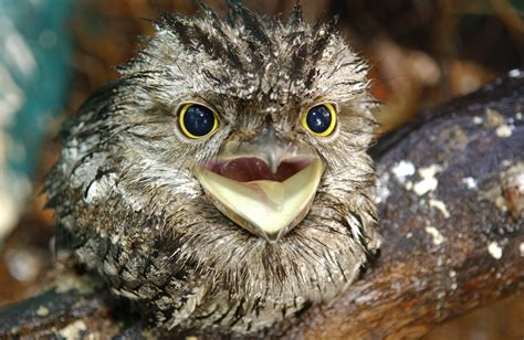 Tawny Frogmouth ~ Birds World