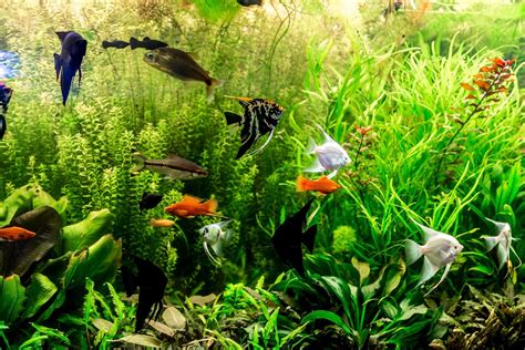 24 Peaceful Community Fish For Your Tank (With Pics!)