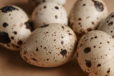 Methods to Retailer Quail Eggs - animalonly.com