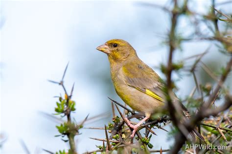 European Greenfinch – AHP Wild