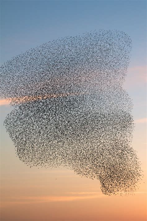 Murmuration | Beautiful birds, Pet birds, Birds