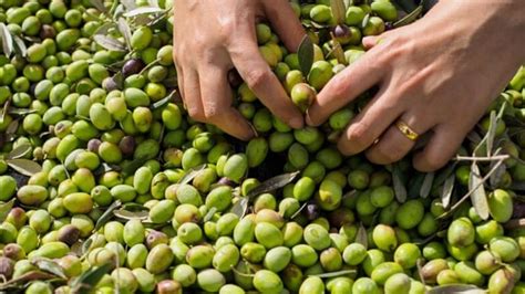 Olive harvest in Palestine 'was very happy time' | News | Al Jazeera