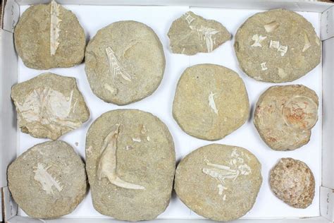 Flat: Cretaceous Marine Vertebrate Fossils - 11 Pieces For Sale (#96115 ...