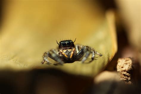 My jumping spider breeding | Arachnoboards