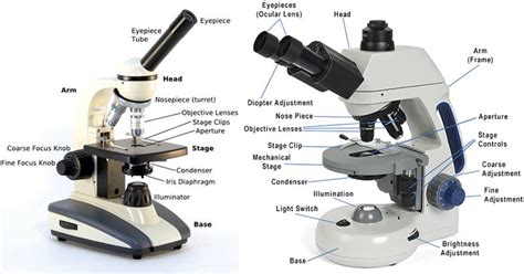 regardless of rupture digestion light microscope labeled diagram capacity Messenger park