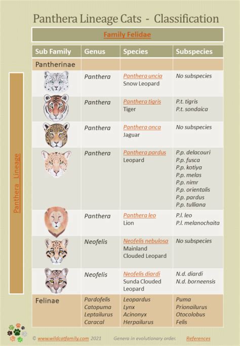 Panthera Genus ~ Neofelis Genus ~ Classification