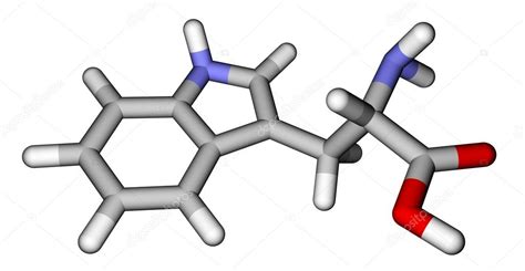 Tryptophan Amino Acid