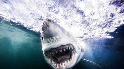 When swimming with sharks goes wrong | CN Traveller