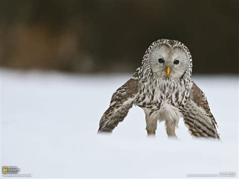 Ural Owls wallpaper | 1600x1200 | #14508