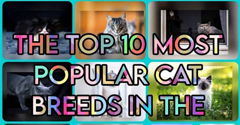 The Top 10 Most Popular Cat Breeds in the World (2023) | TOP 10 REAL