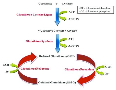 The glutathione redox cycle, demonstrating the inter-conversion of ...