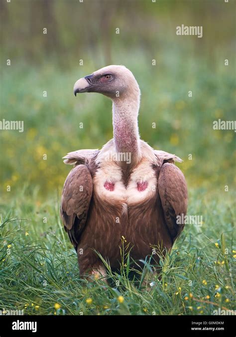 Griffon vulture standing in grass in its habitat Stock Photo - Alamy